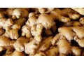 we-are-suppliers-of-best-quality-ginger-small-0