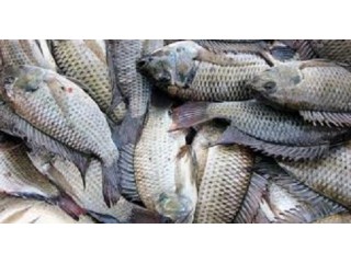 Tilapia and Cat Fish for sale