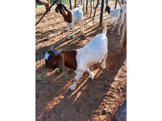 We sell Boar Goat, Kalahari Goat, Ram!