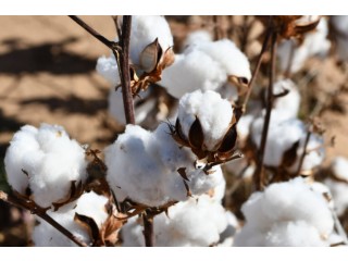 Producers of cotton in larger quantity
