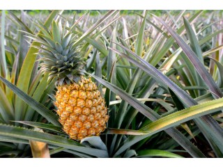 Availability of large Acre of plantain and pineapple plantation