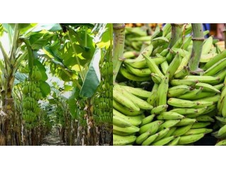 Kuntry Agri-Farm offer the sales of plantain and products made from plantain such as plantain flour