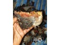 dealers-of-dried-fish-and-cray-fish-small-1
