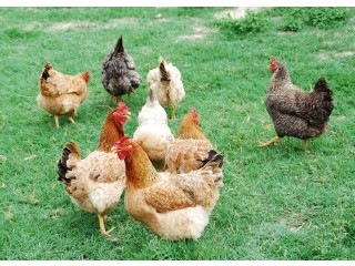 Chickens are available for sale