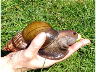 Specialized in snail farming