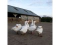 hens-geese-and-ostriches-for-sale-contact-us-small-1