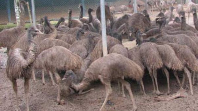 hens-geese-and-ostriches-for-sale-contact-us-big-0