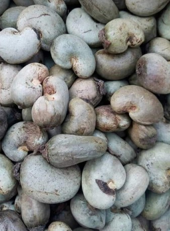 ogbomoso-origin-raw-cashew-nut-available-for-sale-big-0