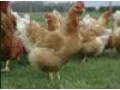 specialises-in-the-science-and-productionhusbandry-of-farm-animalslivestock-small-0